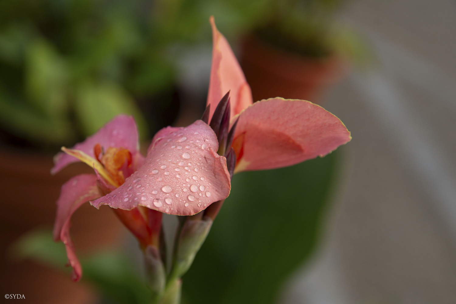 Nature Image