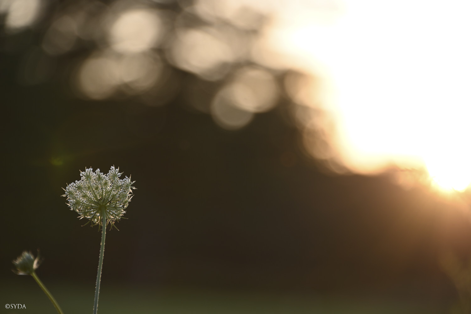 Nature Image