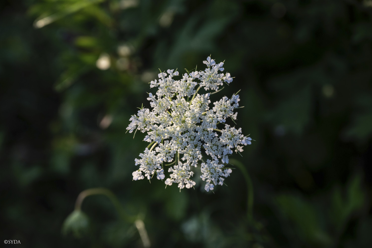 Nature Image