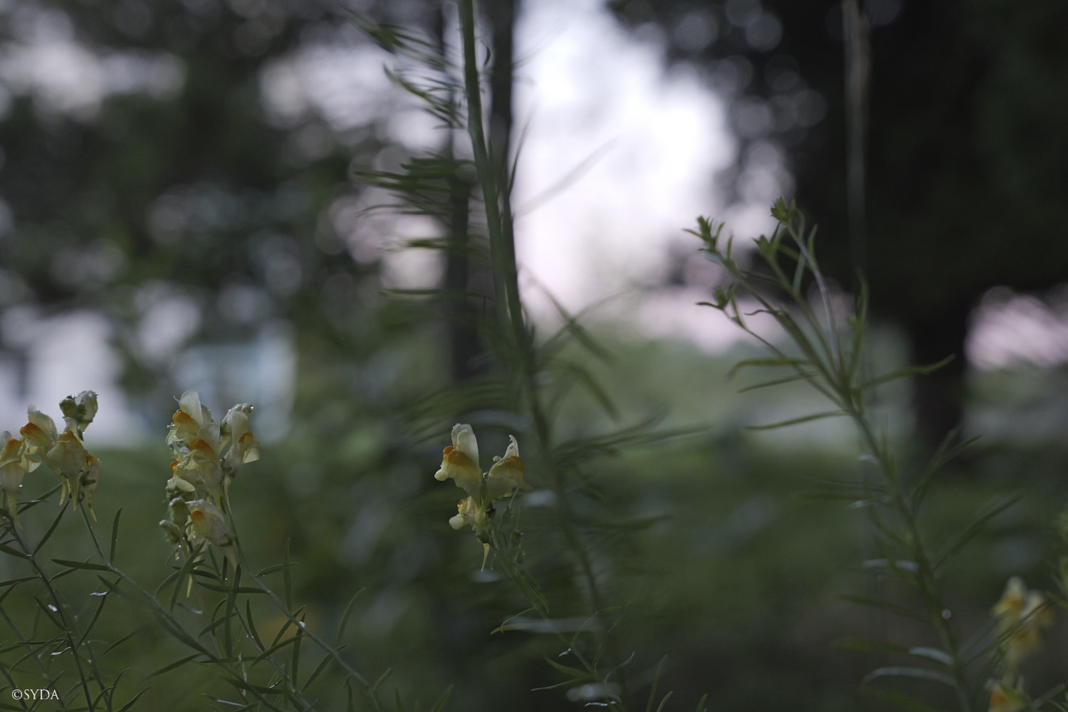 Nature Image