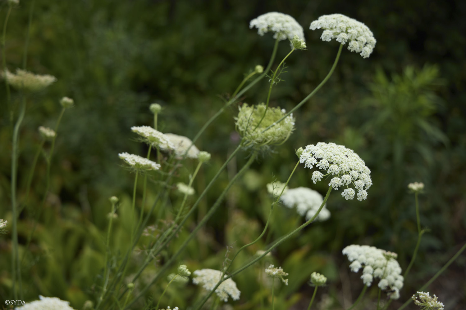 Nature Image