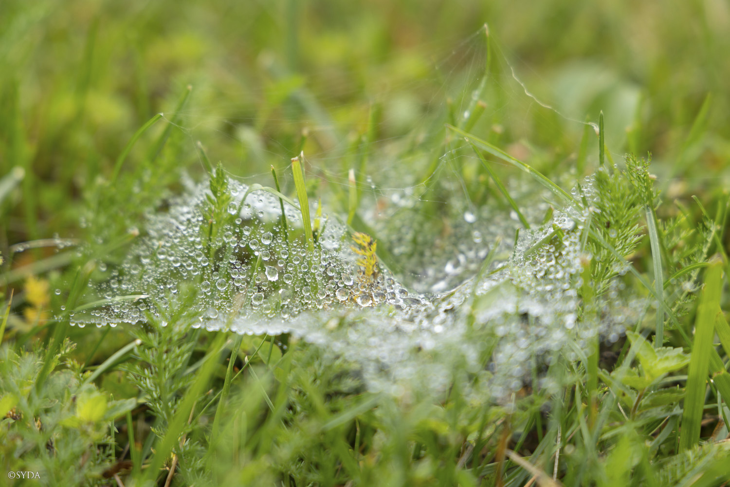 Nature Image
