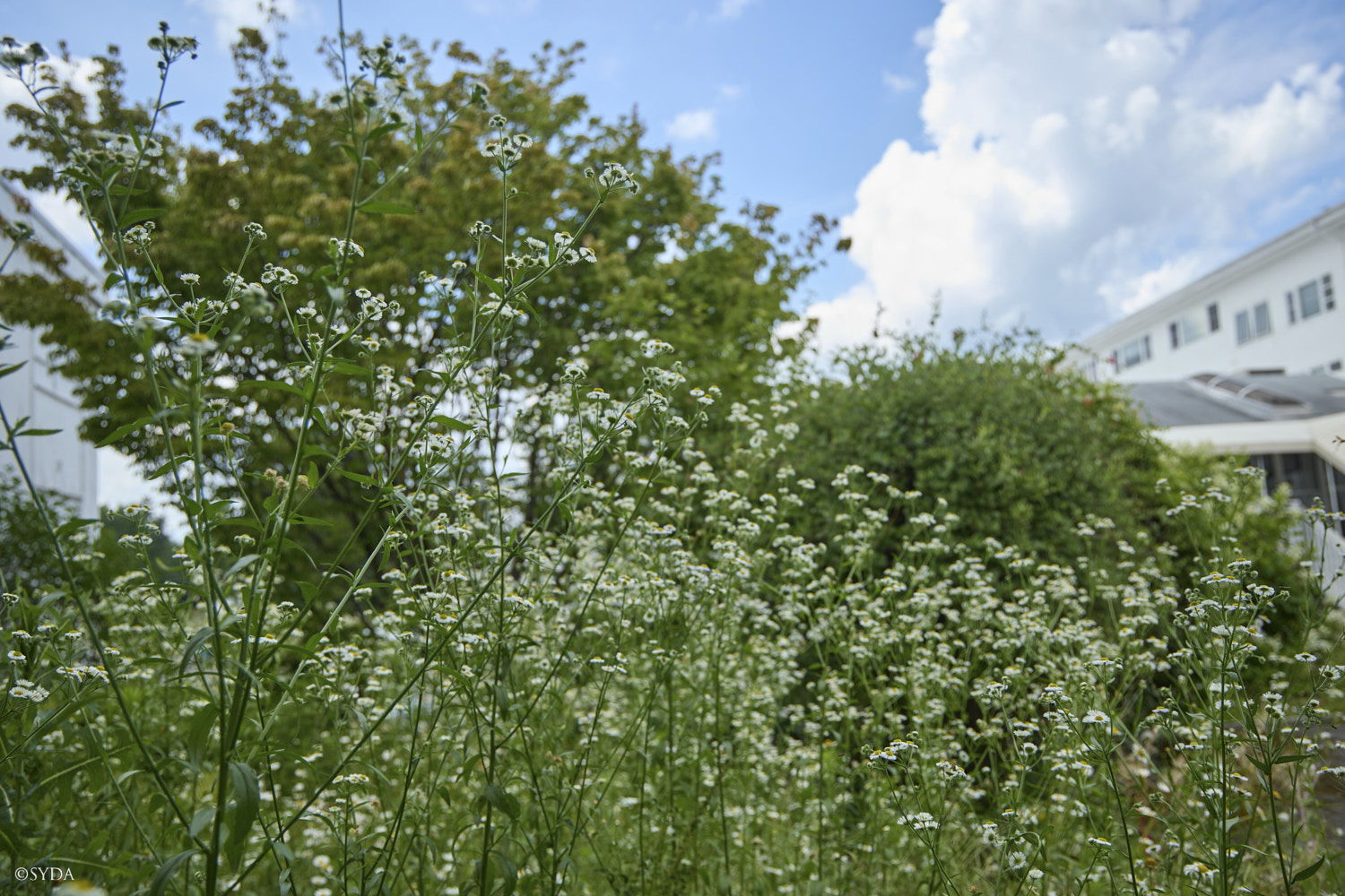 Nature Image