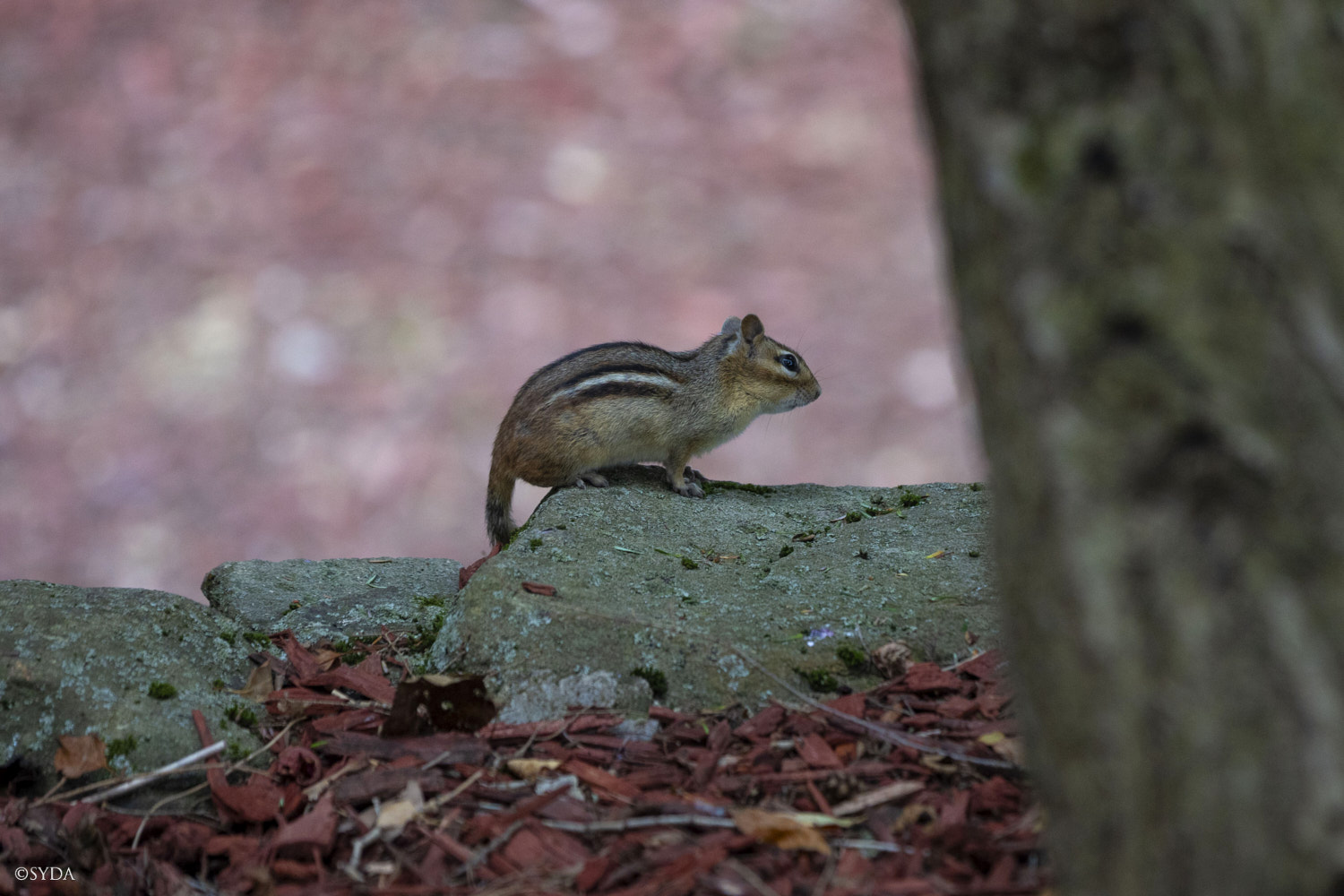 Nature Image