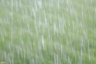 Nature Image Nature Image