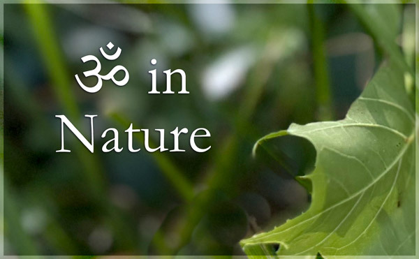 AUM in Nature
