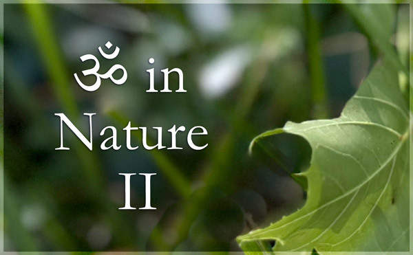 AUM in Nature Gallery II