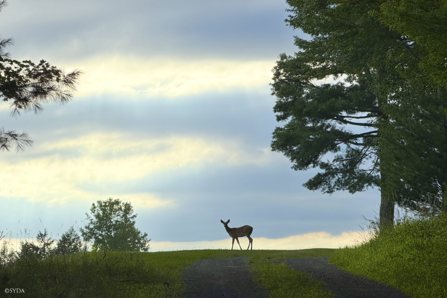Nature Image