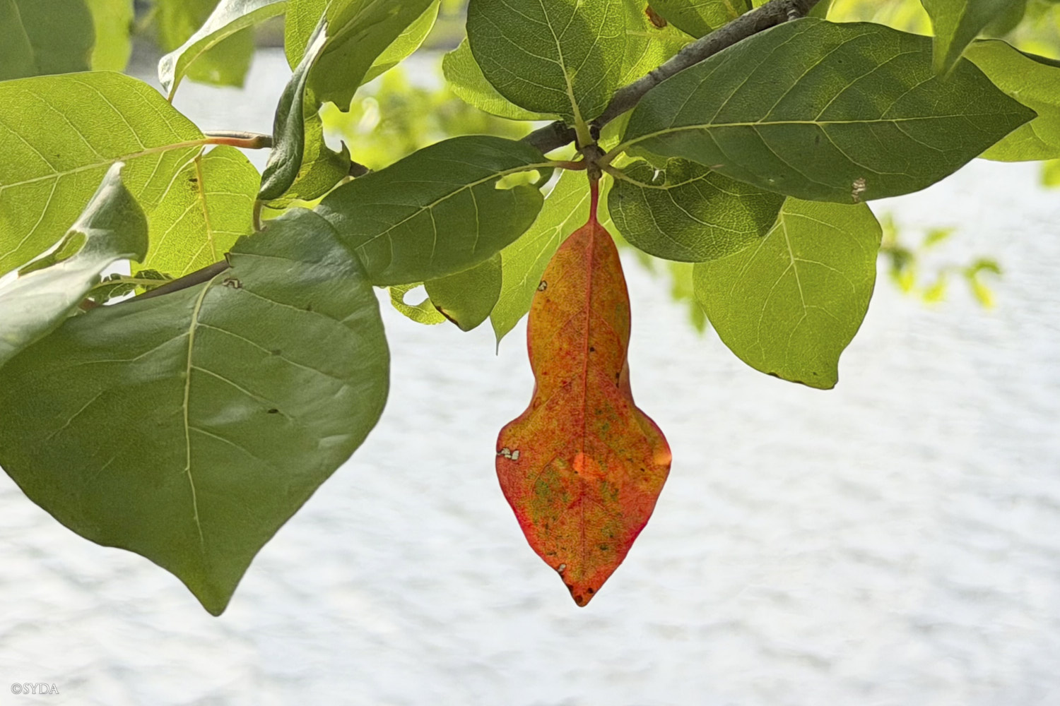 Nature Image
