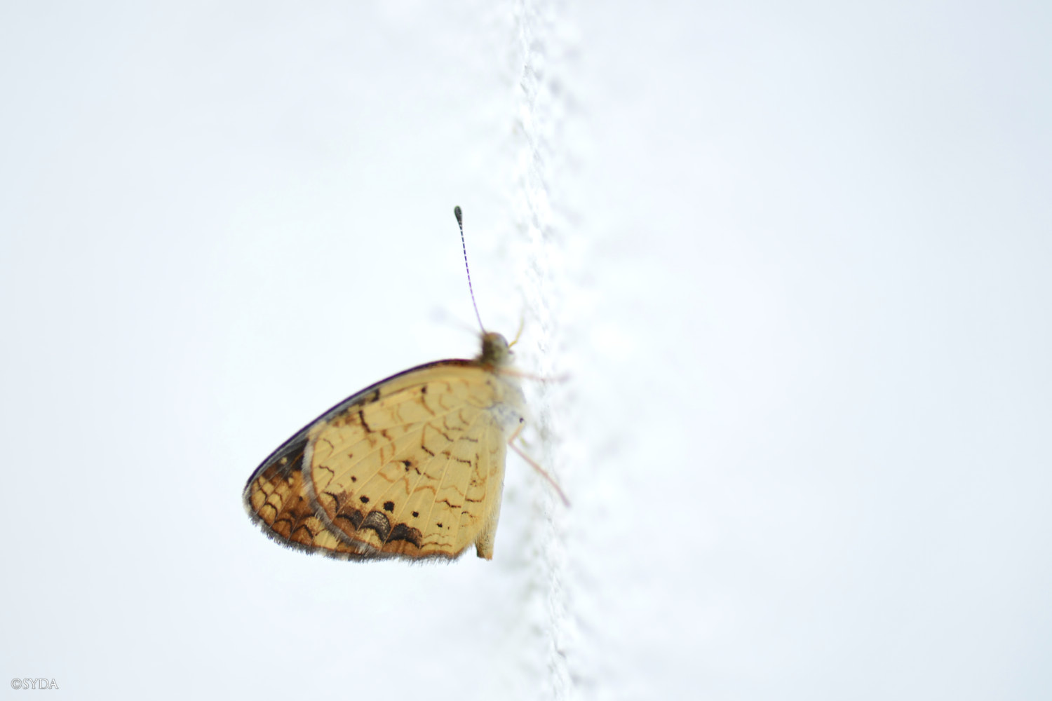 Nature Image