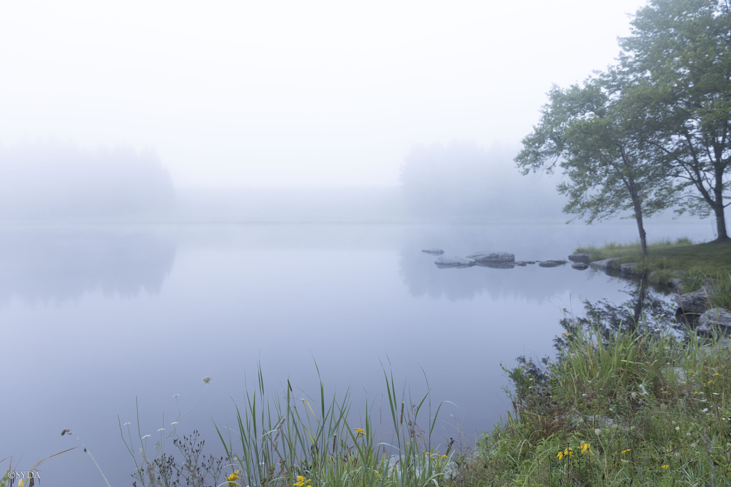 Nature Image