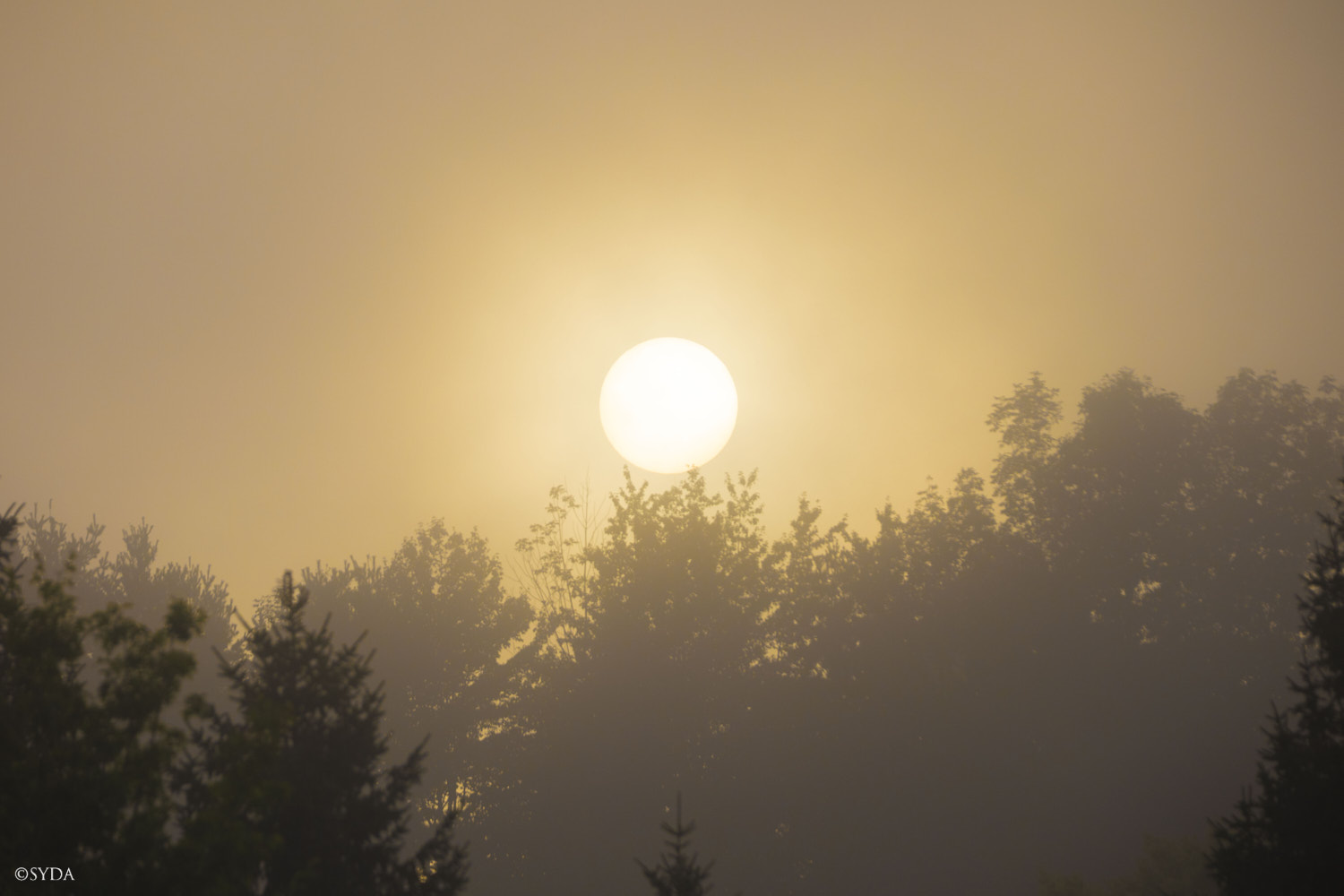Nature Image