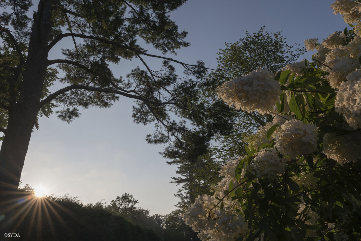 Nature Image