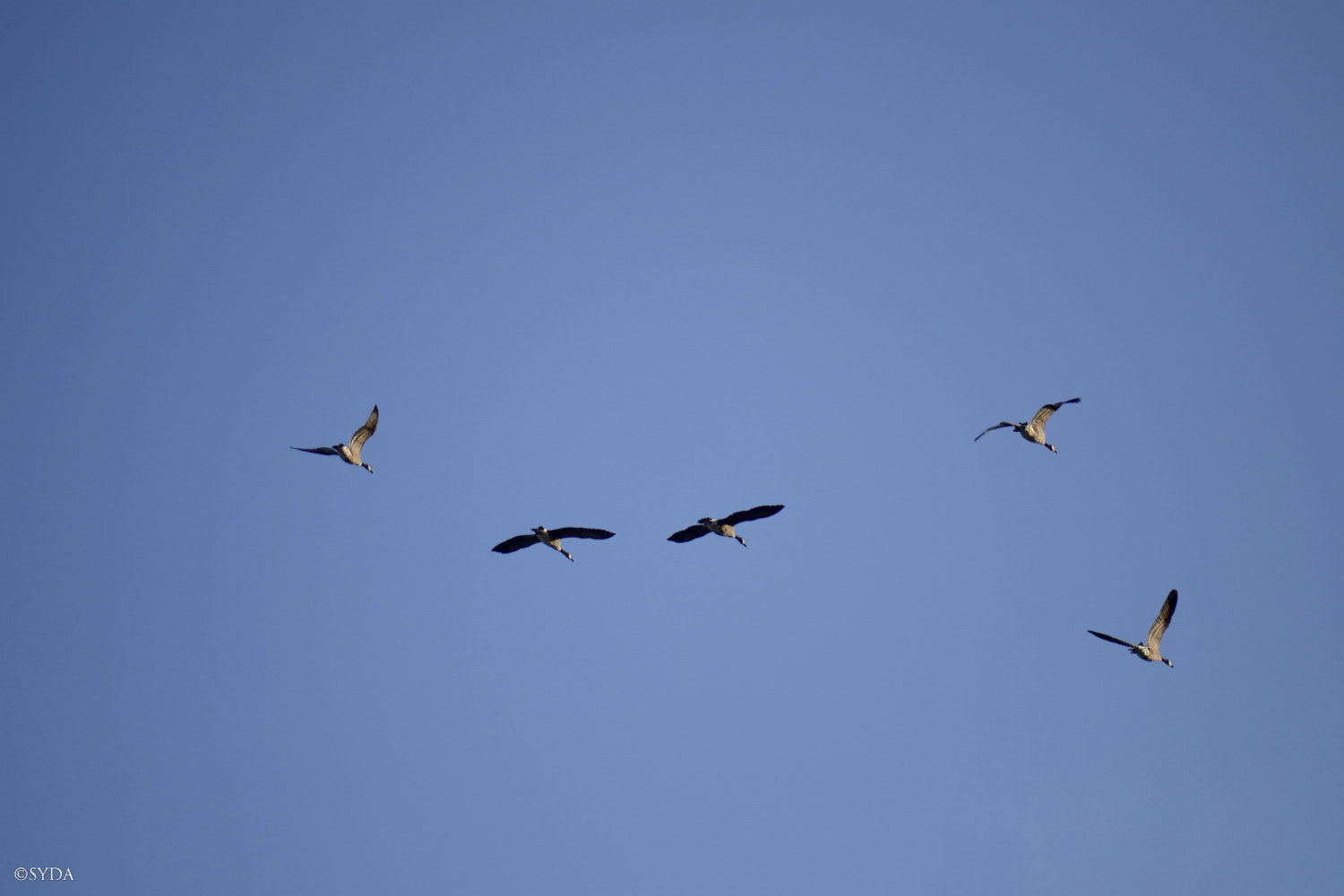 Nature Image