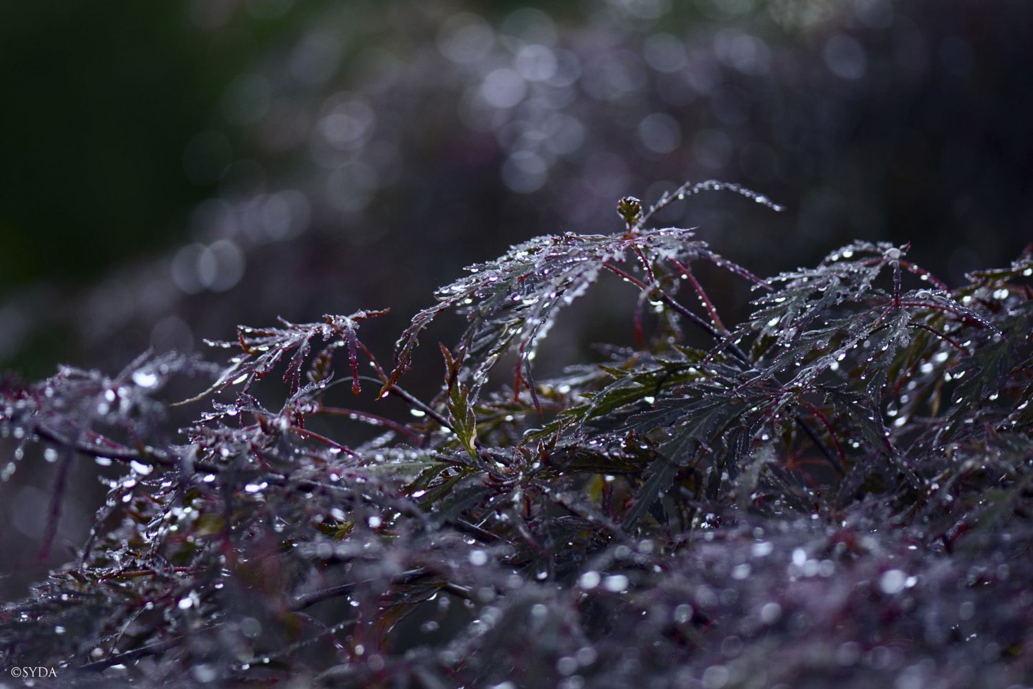Nature Image