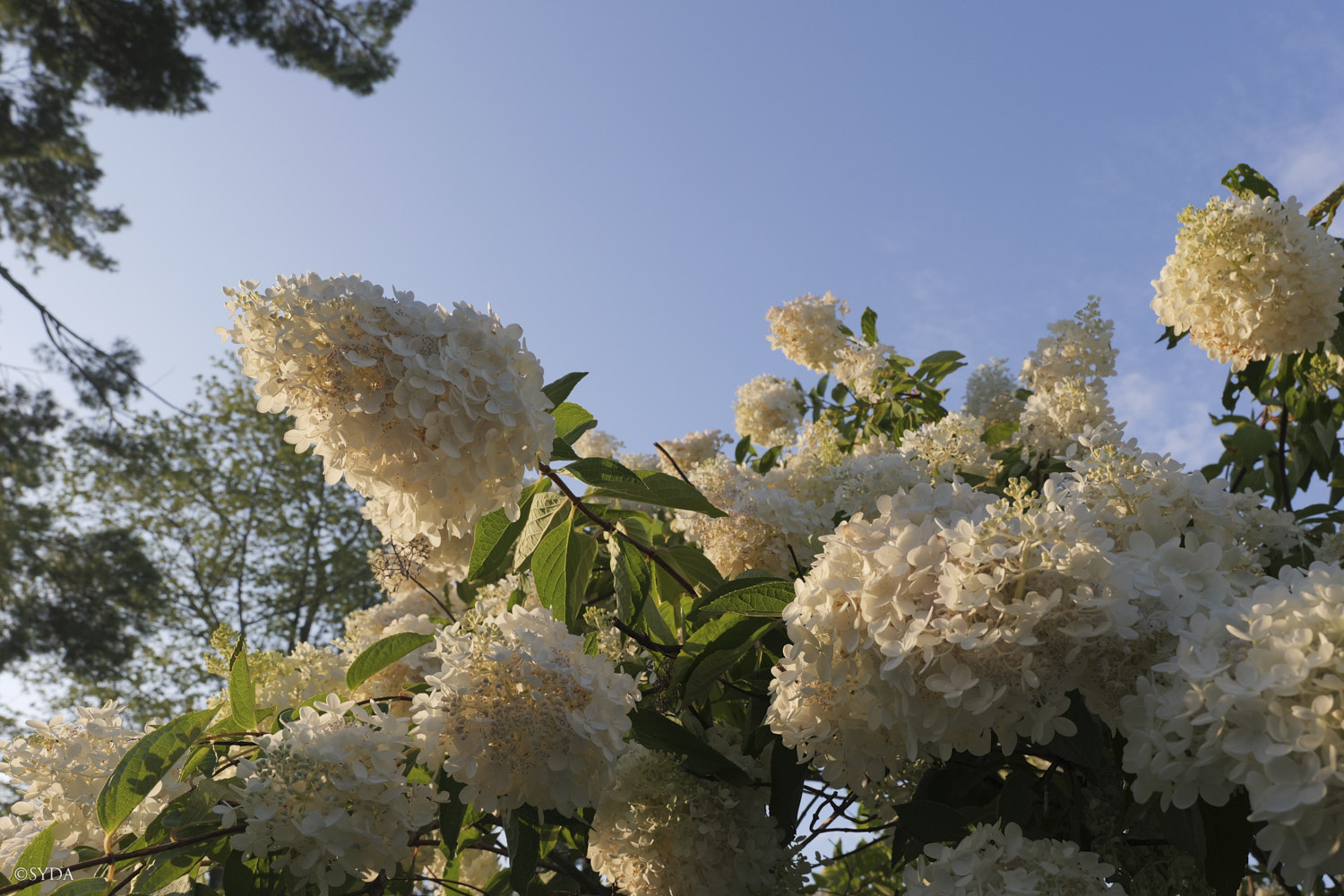 Nature Image