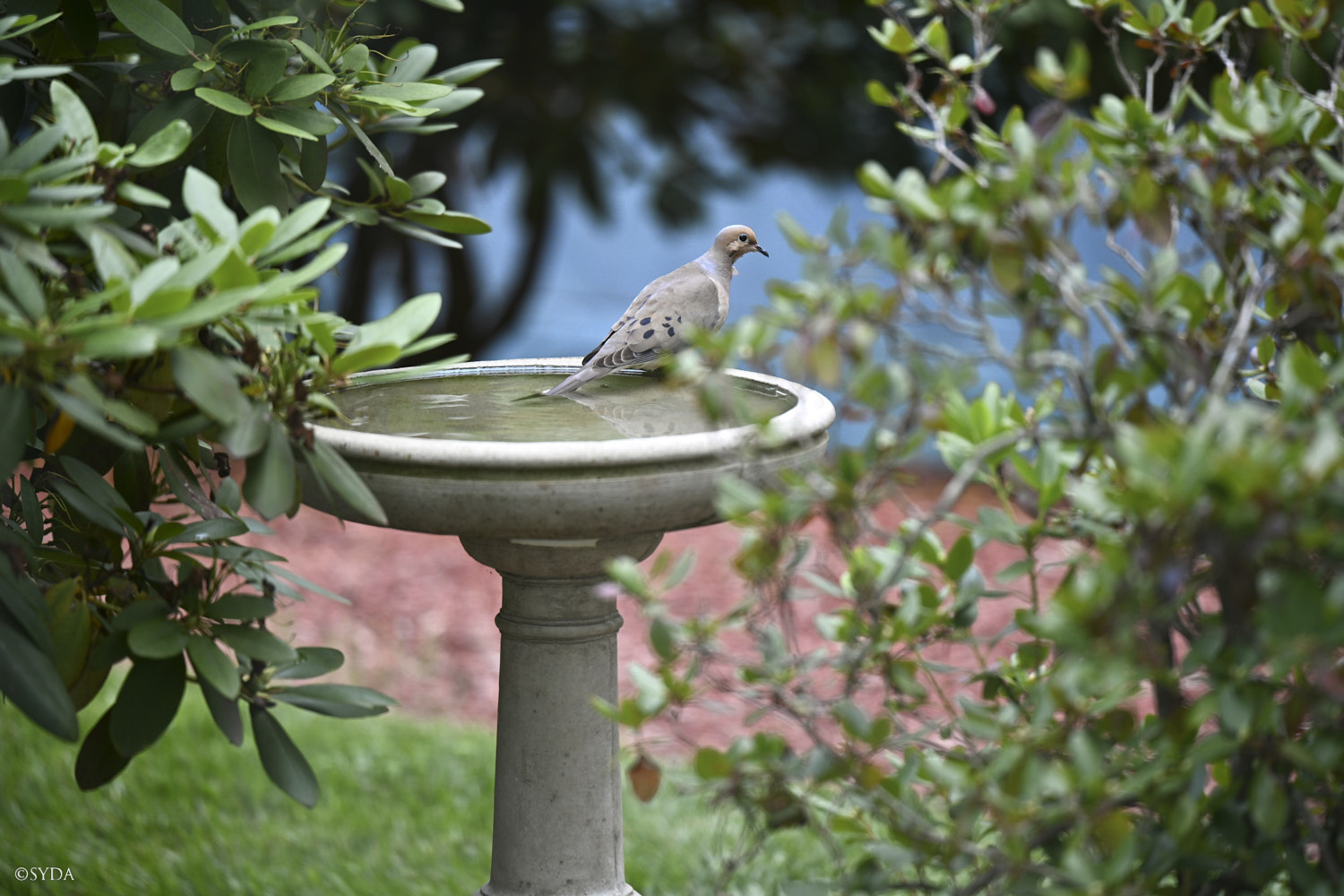 Nature Image