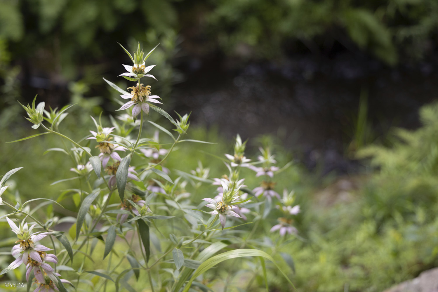 Nature Image