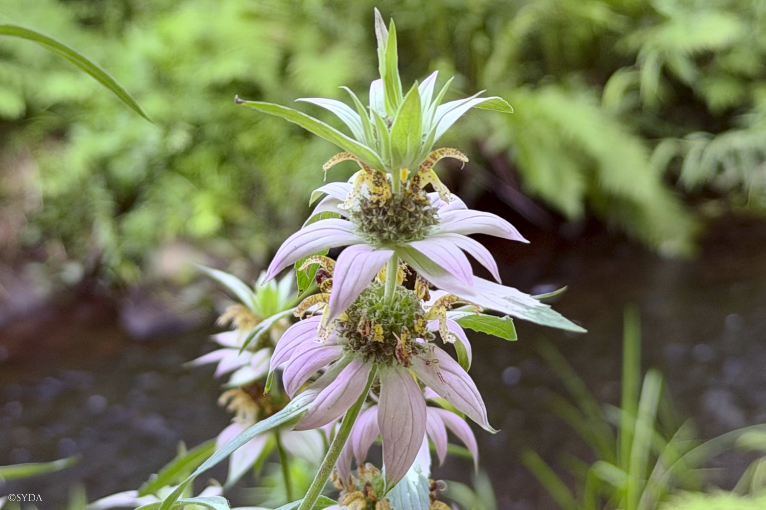 Nature Image