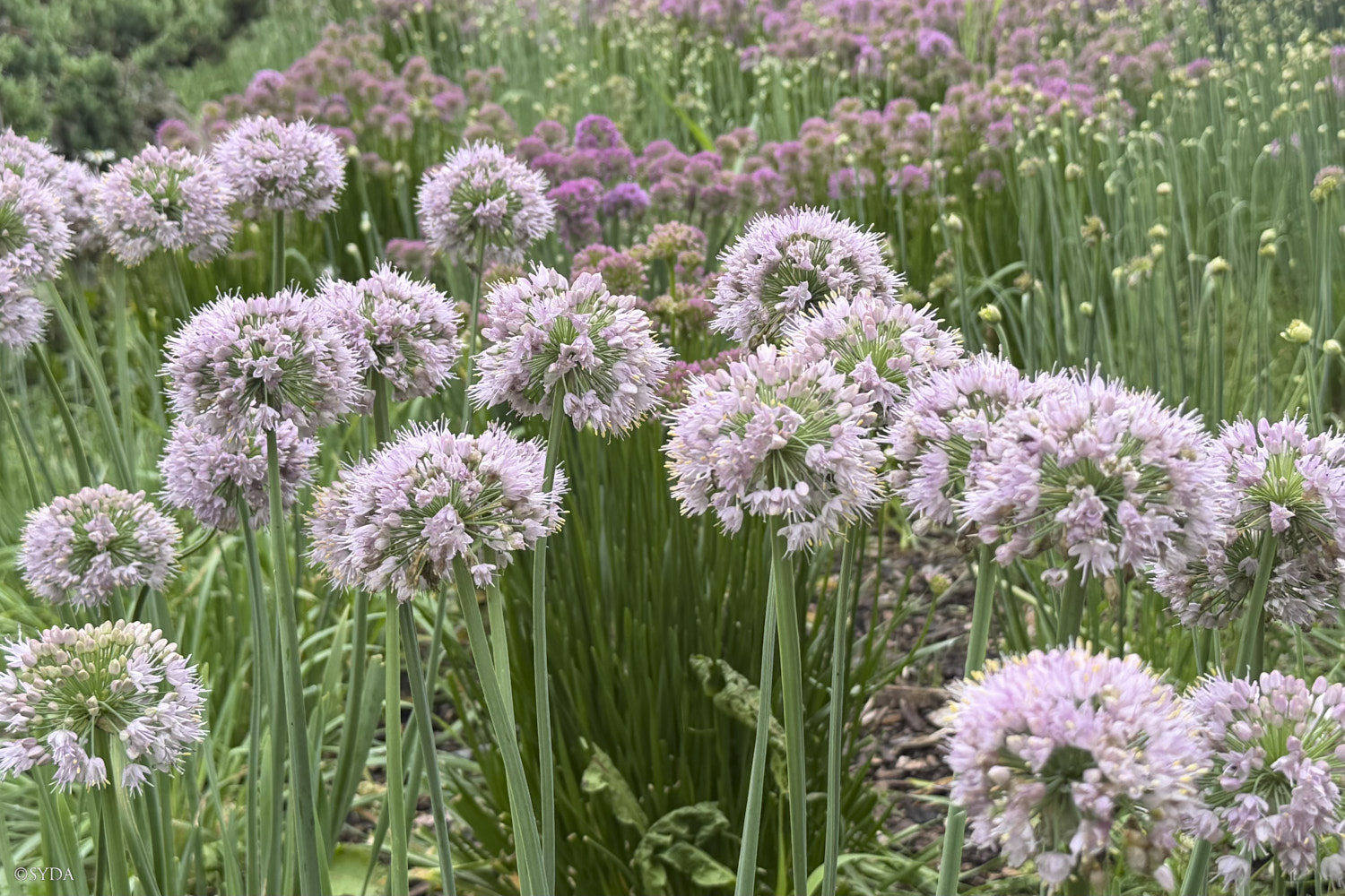 Nature Image