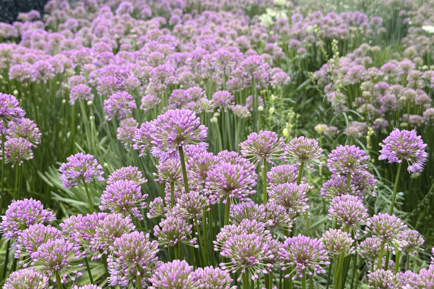 Nature Image