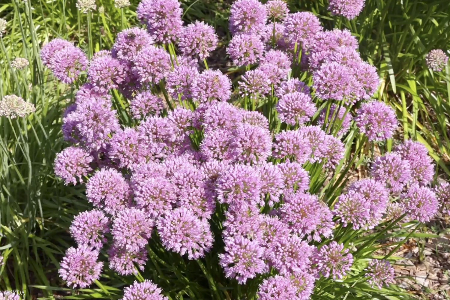 Nature Image