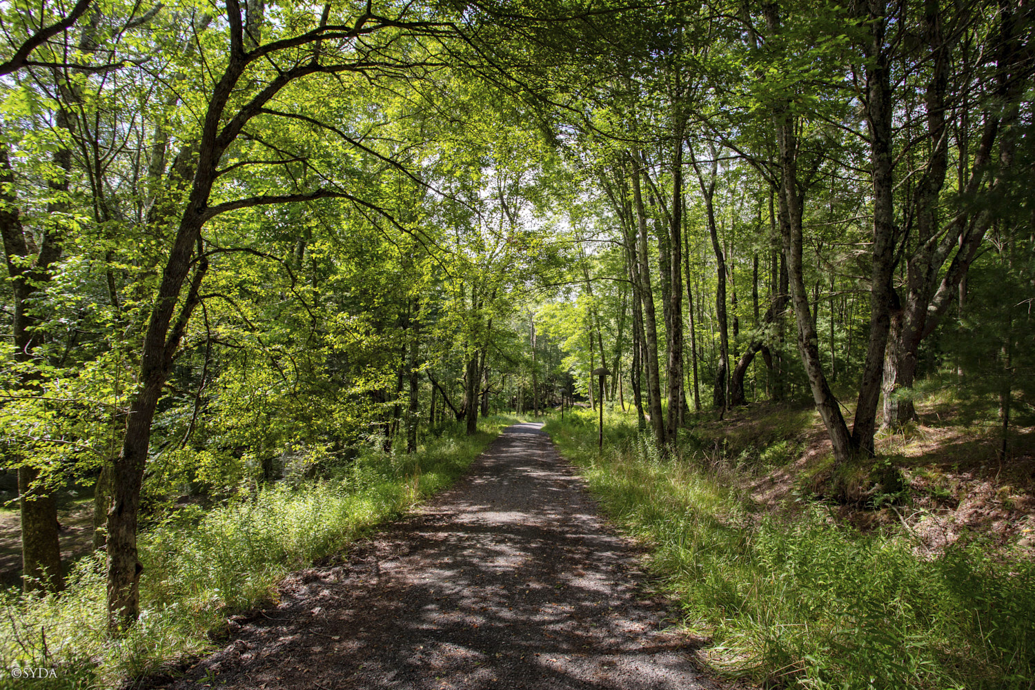 Nature Image