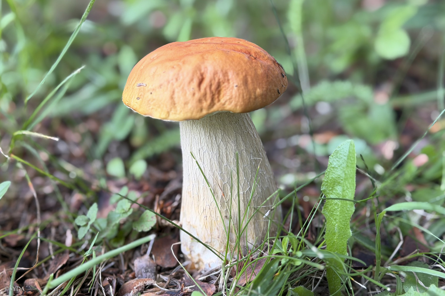 Nature Image