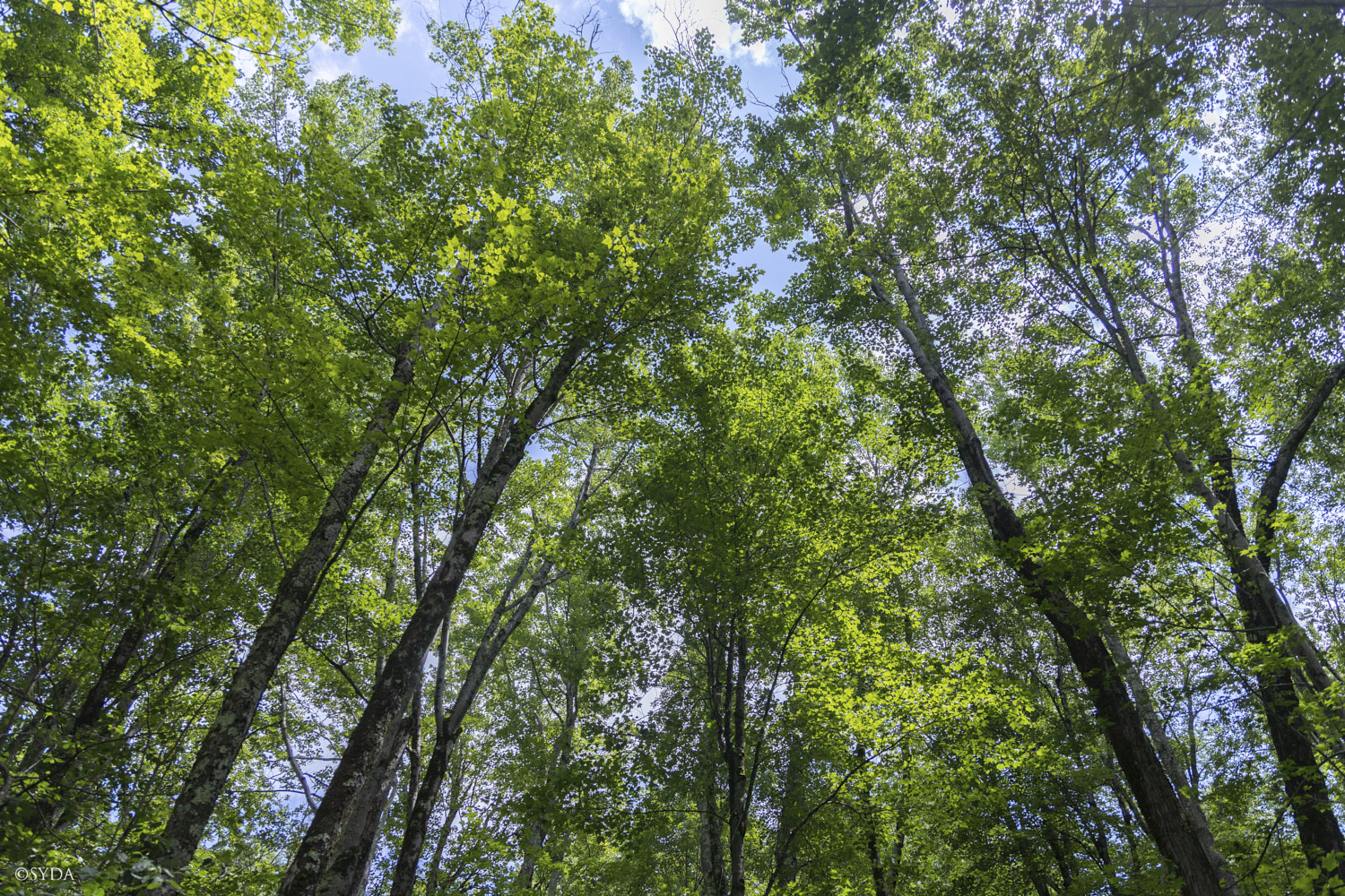 Nature Image