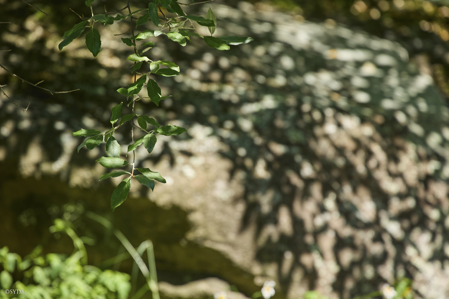 Nature Image