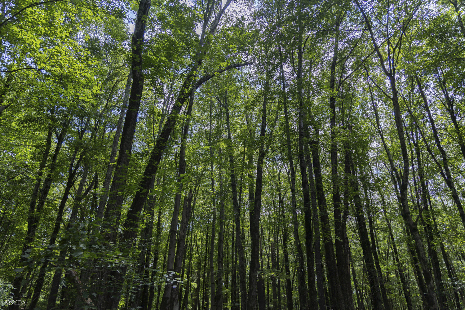 Nature Image