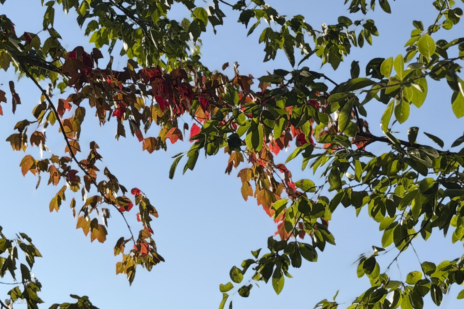 Nature Image