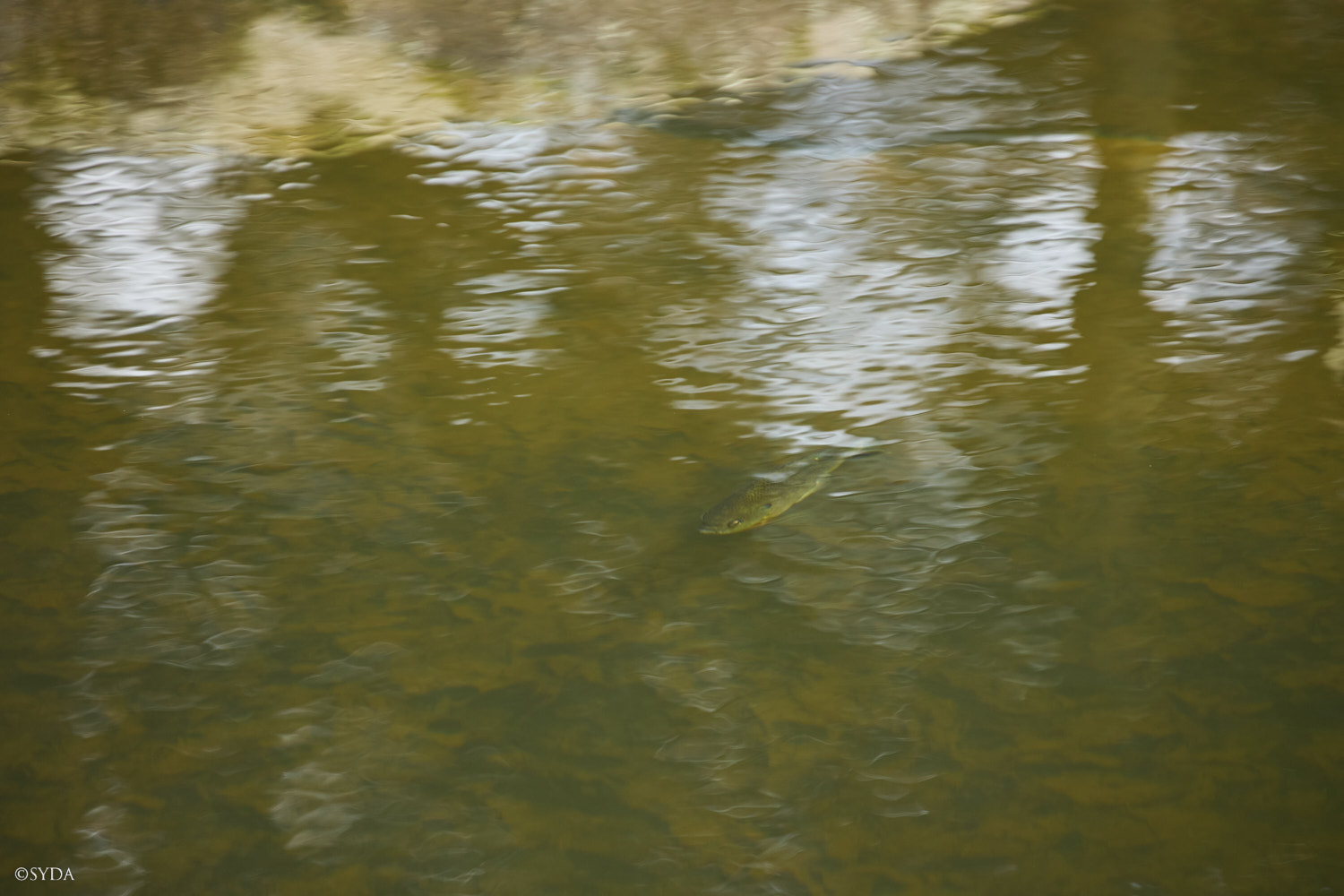 Nature Image