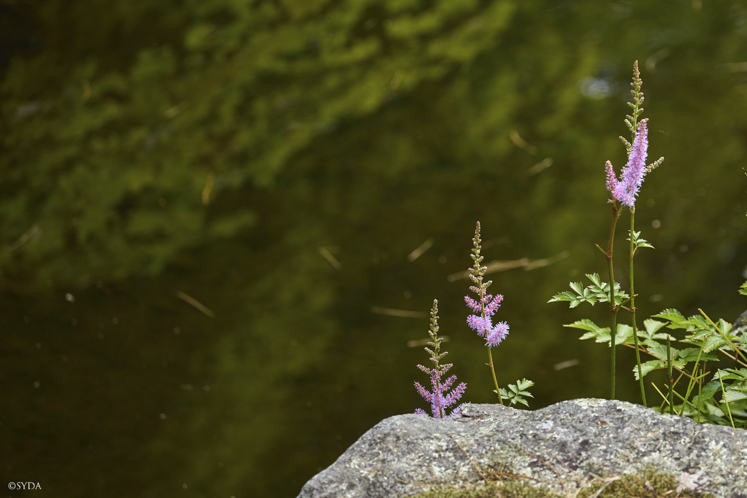 Nature Image
