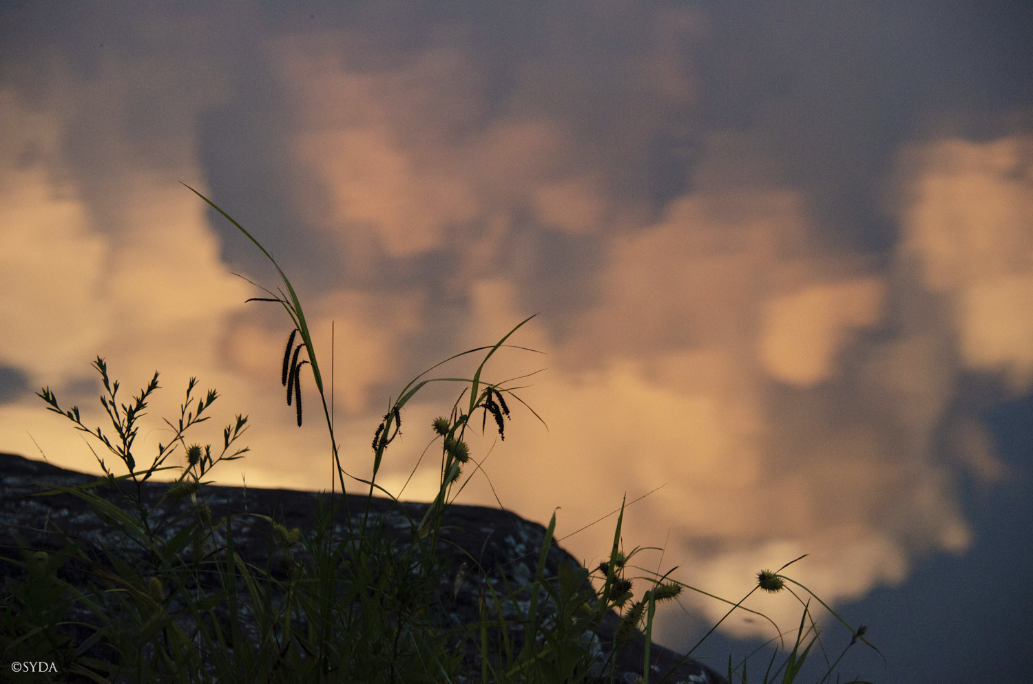 Nature Image