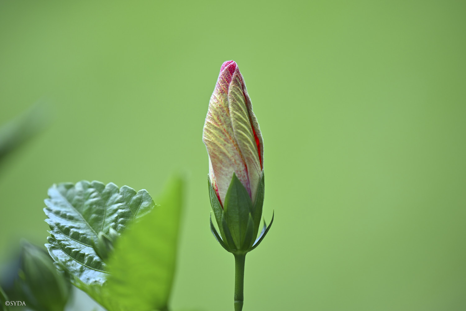 Nature Image
