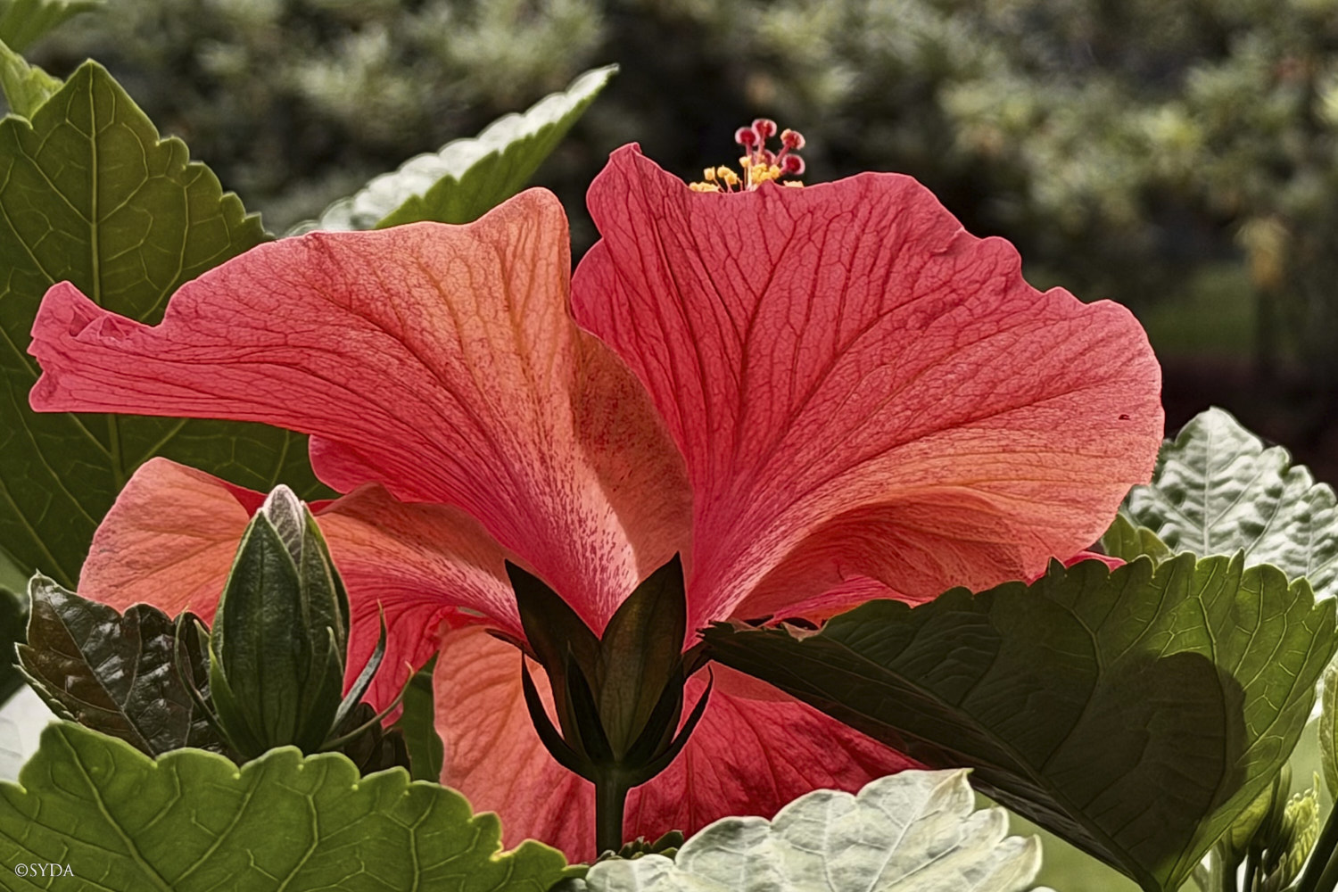 Nature Image