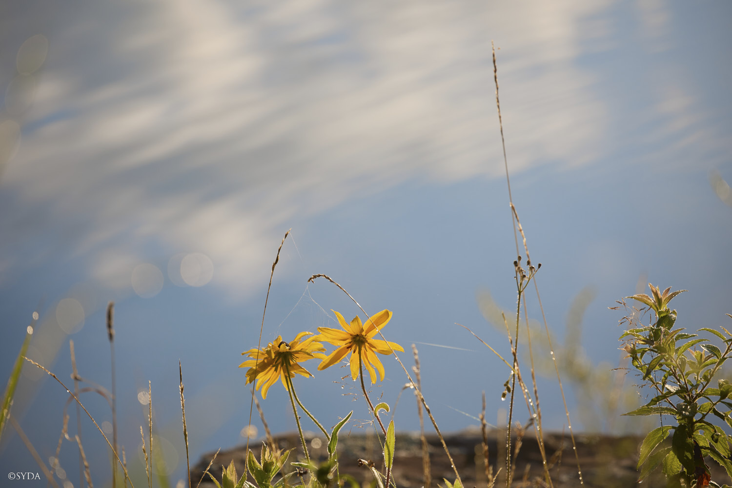 Nature Image
