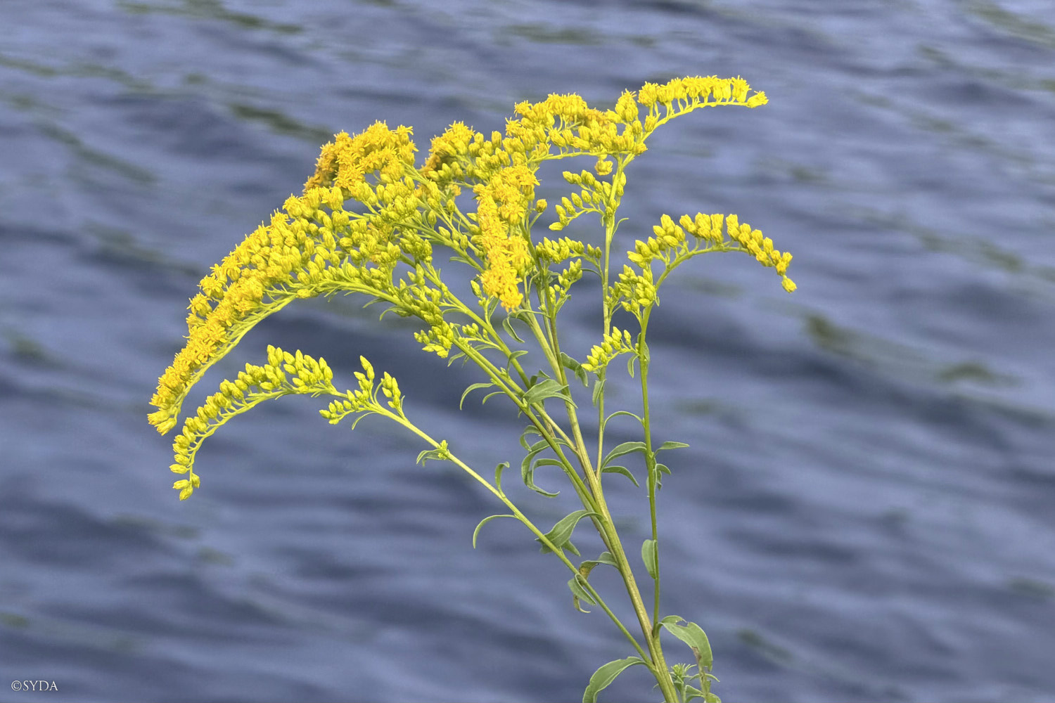 Nature Image