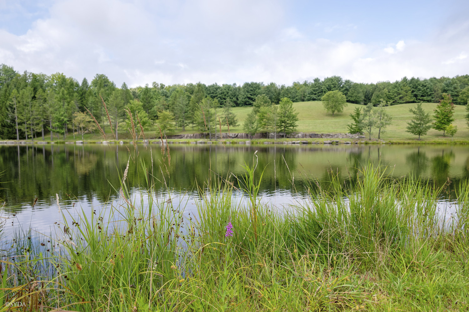 Nature Image