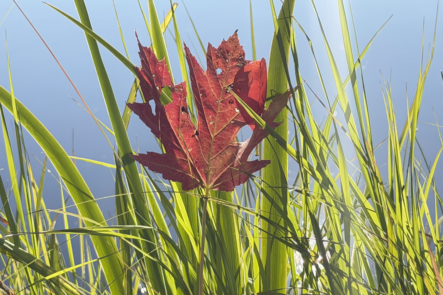 Nature Image