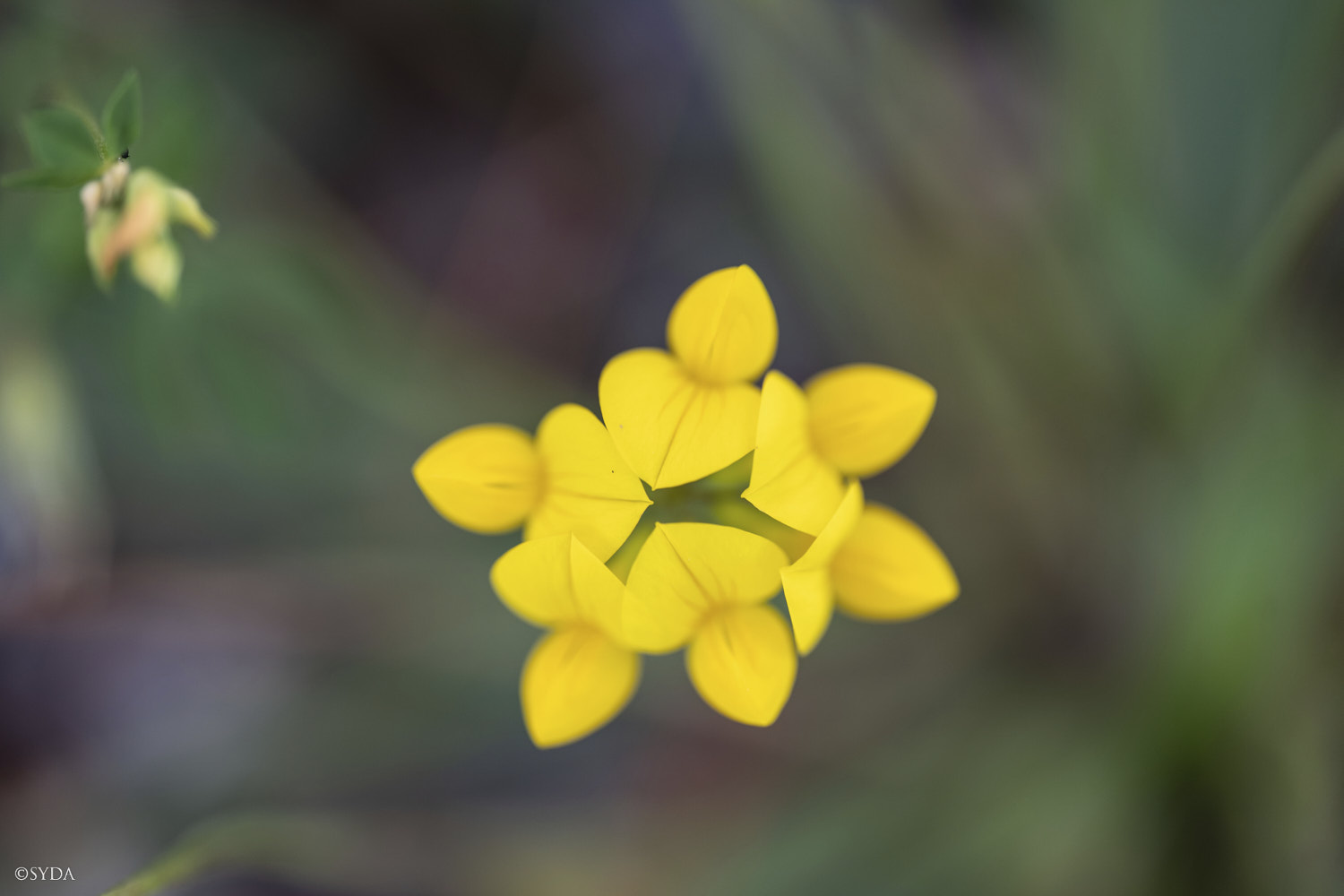 Nature Image