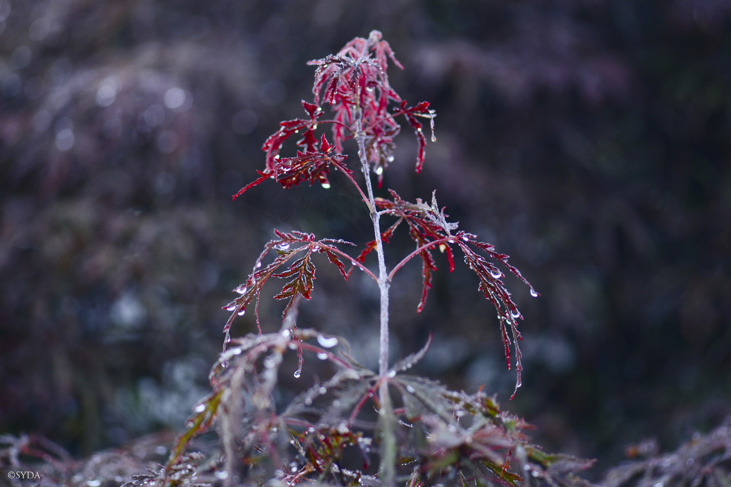 Nature Image
