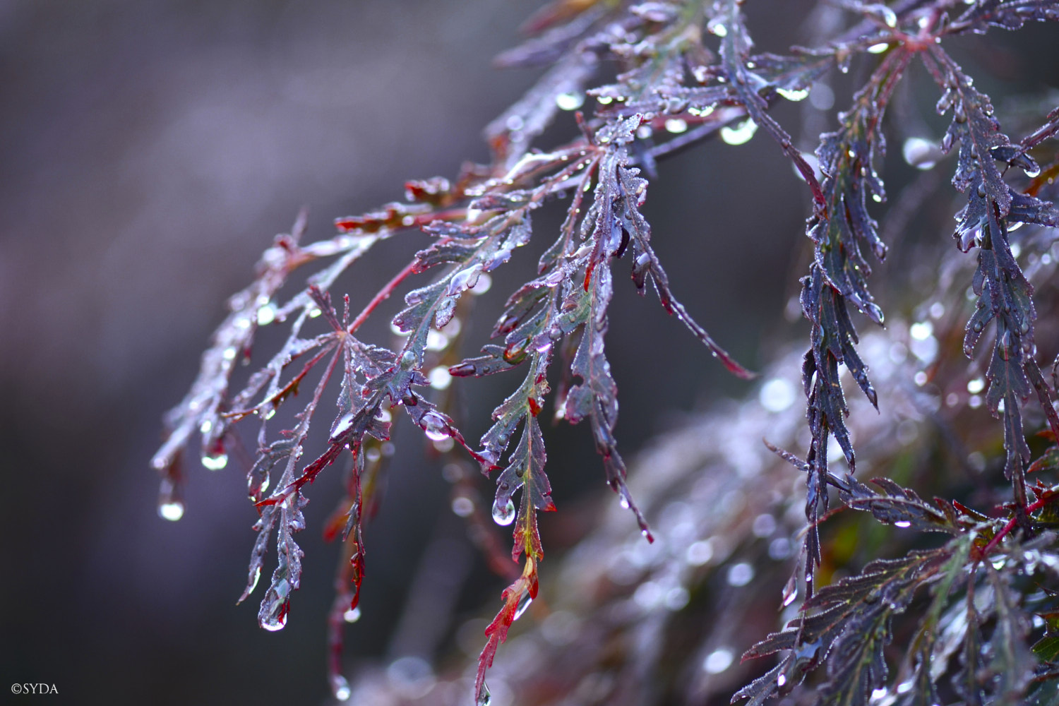 Nature Image