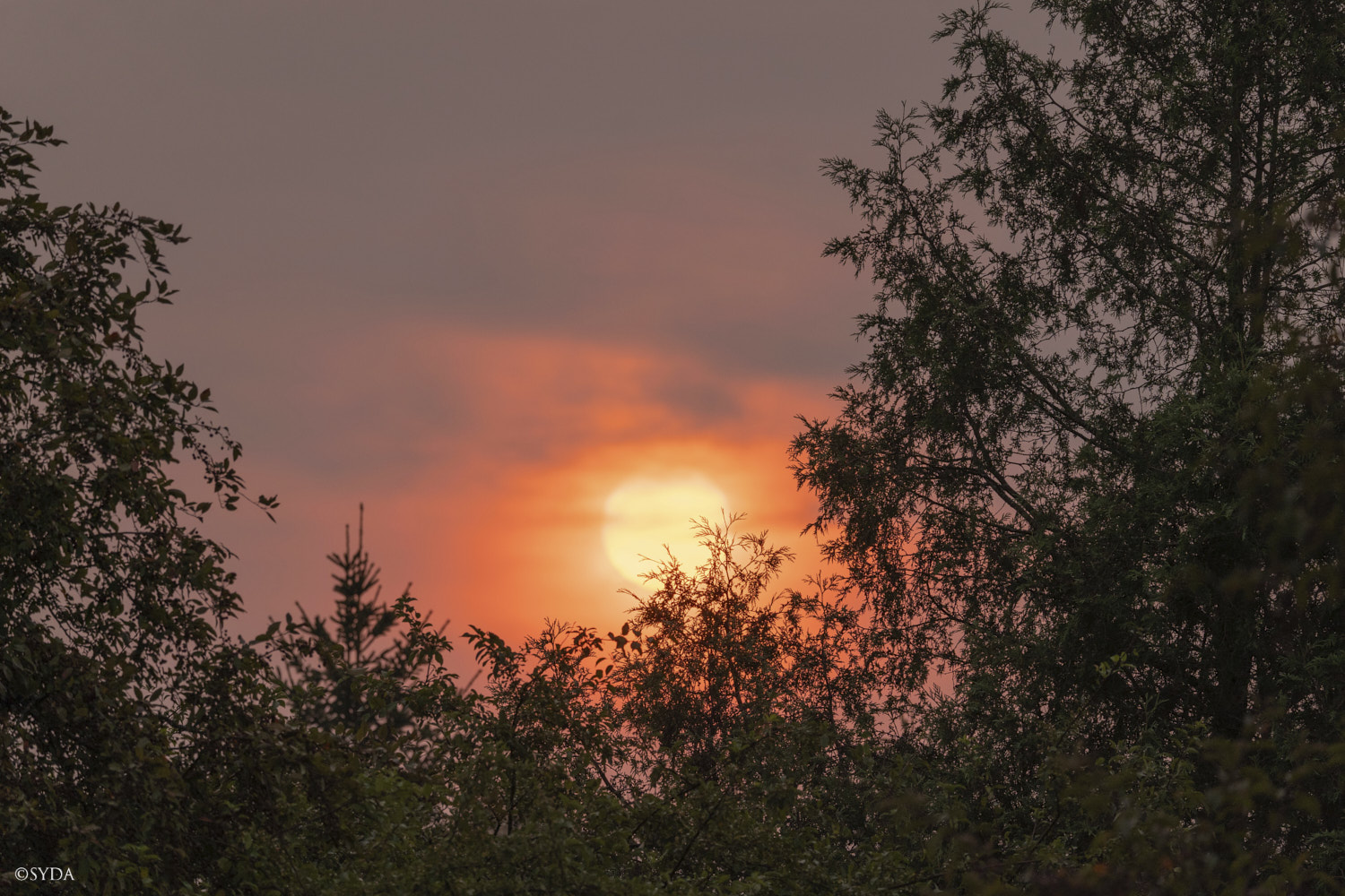 Nature Image