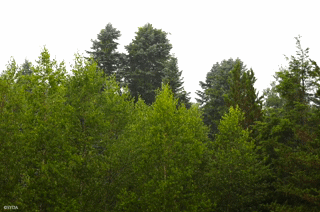 Nature Image