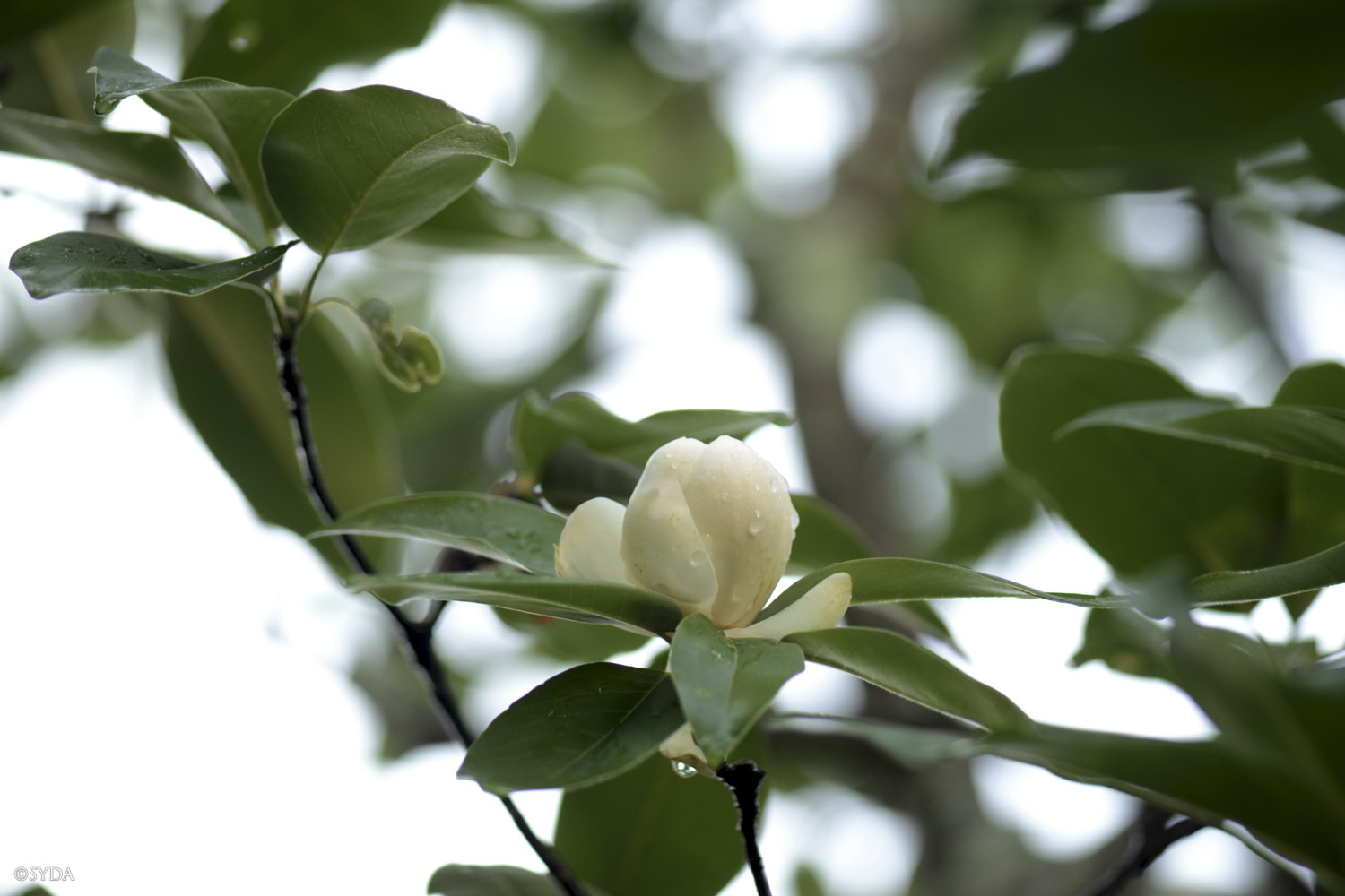 Nature Image