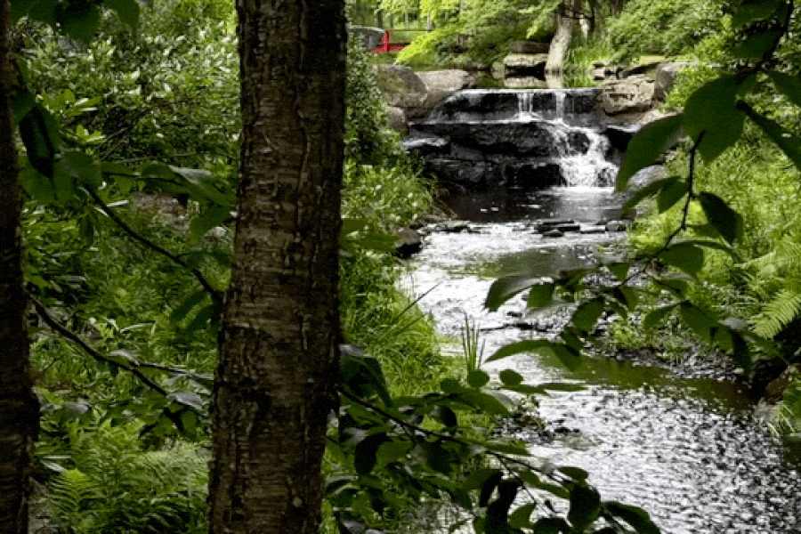 Nature Image