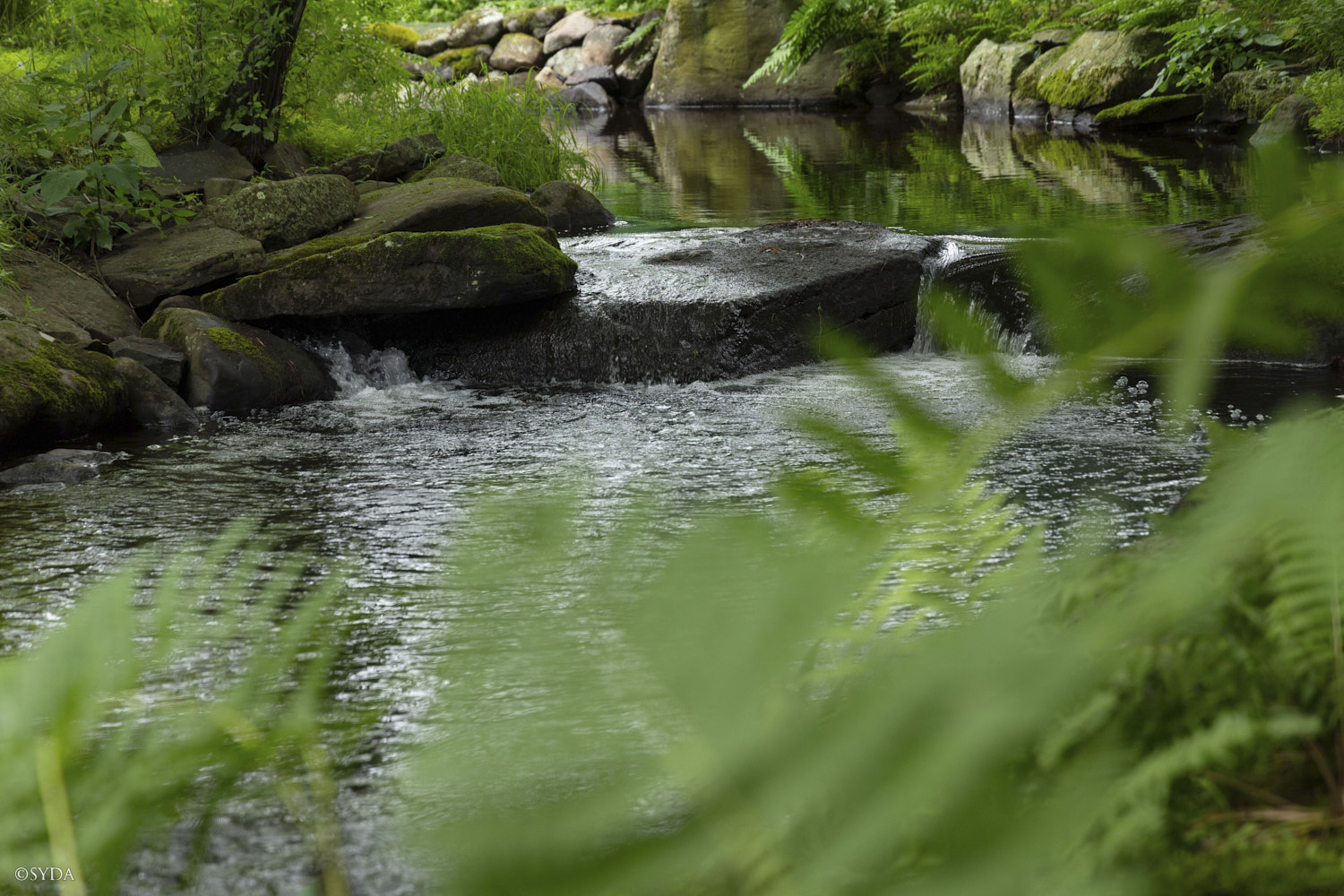 Nature Image