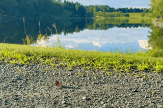 Nature Image
